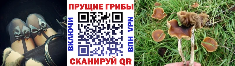 хочу наркоту  Томари  Псилоцибиновые грибы мицелий 